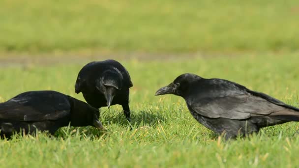 Aaskrähe Krähe Corvus Corone — Stockvideo