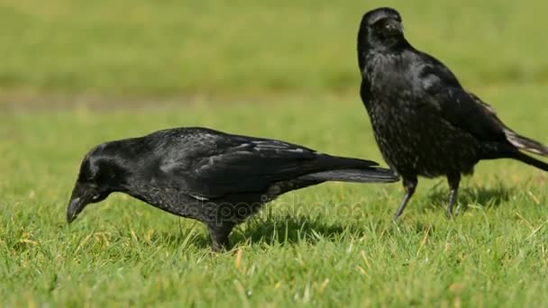 Carrion Crow Crow Corvus Corone — Wideo stockowe