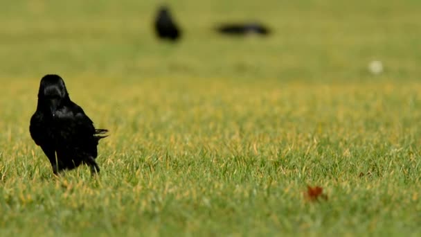 Ворона Чорна Ворона Corvus Короне — стокове відео