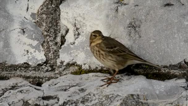 Świergotek Nadmorski Anthus Petrosus — Wideo stockowe