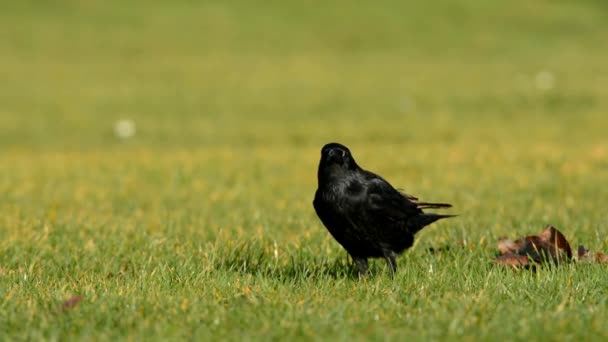 Kuljetusvaris Varis Corvus Corone — kuvapankkivideo