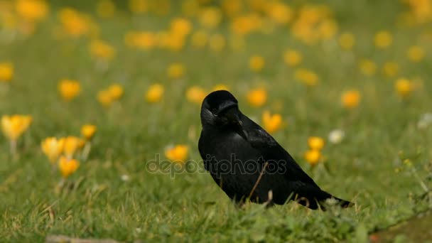 Western Jackdaw Corvus Monedula — Vídeo de Stock