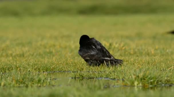 Ворона Чорна Ворона Corvus Короне — стокове відео