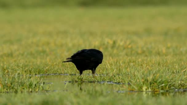 Carrion Crow Crow Corvus Corone — Videoclip de stoc
