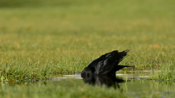 Aaskrähe Krähe Corvus Corone — Stockvideo