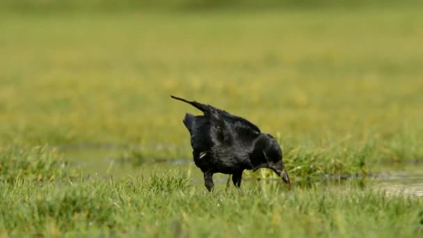 Carrión Cuervo Cuervo Corvus Corone — Vídeos de Stock