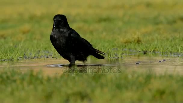 Carrion Crow Crow Corvus Corone — Stock Video