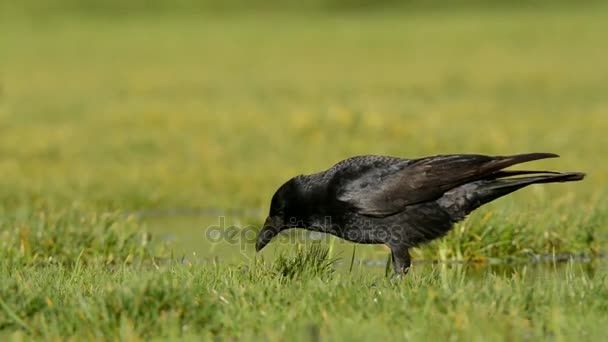 Carrion Crow Crow Corvus Corone — Wideo stockowe