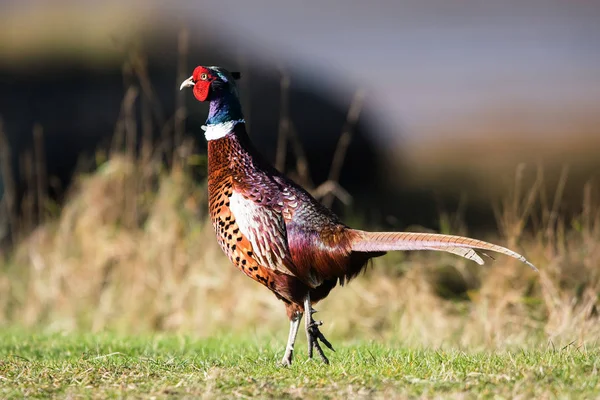 Ortak Sülün Sülün Phasianus Colchicus — Stok fotoğraf