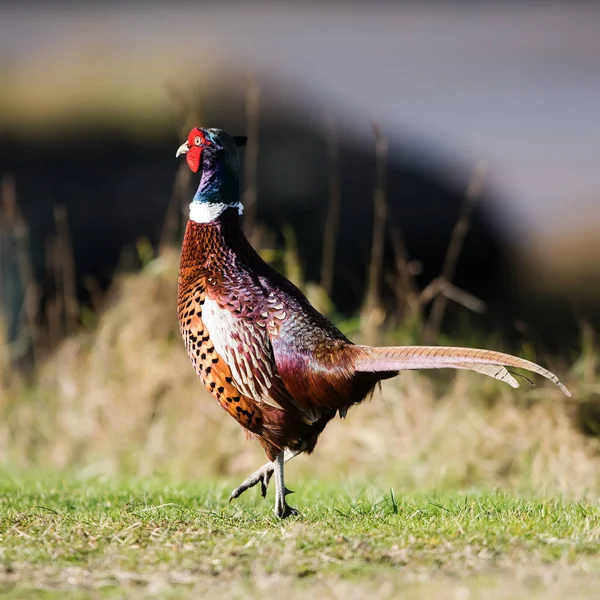 Ortak Sülün Sülün Phasianus Colchicus — Stok fotoğraf