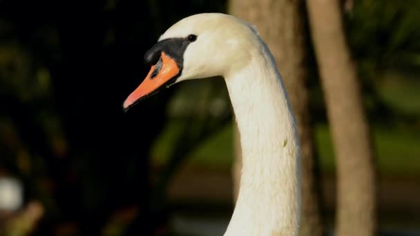 Mute Swan Swans Cygnus Olor — Stock Video