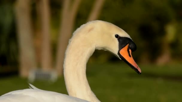 Mute Swan Swans Cygnus Olor — Stock Video