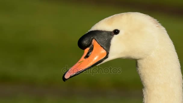 Cisne Mudo Cisnes Cygnus Olor — Vídeo de stock