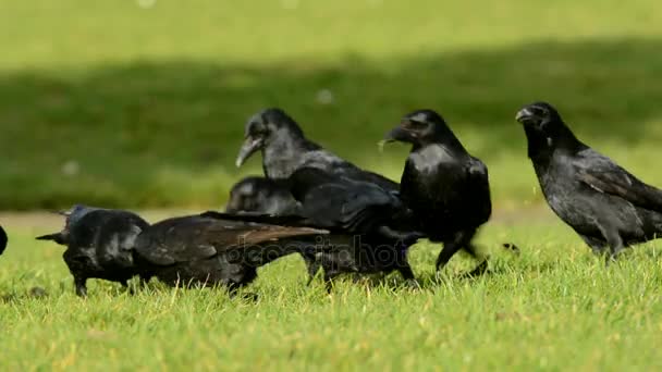 Carrion Crow Crow Corvus Corone — Stock Video