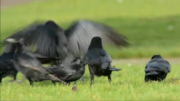 吃腐肉的乌鸦 — 图库视频影像