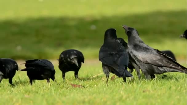 Corbeau Charognard Corbeau Corone Corvus — Video