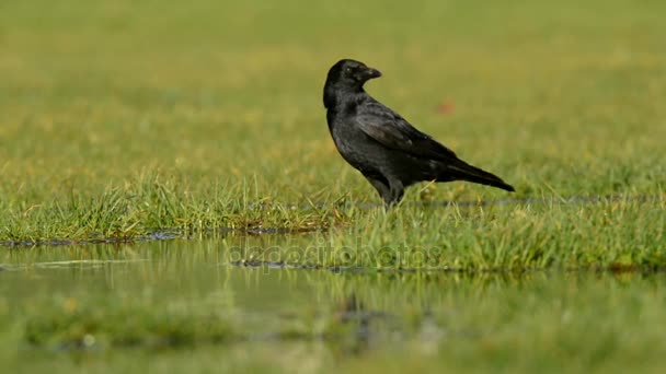 Carrion Crow Crow Corvus Corone — Stock Video