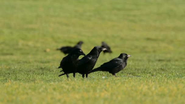 Ψοφίμι Crow Κοράκι Corvus Corone — Αρχείο Βίντεο