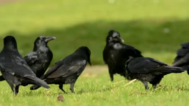 Ψοφίμι Crow Κοράκι Corvus Corone — Αρχείο Βίντεο