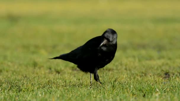 Carrion Crow Crow Corvus Corone — Stock Video