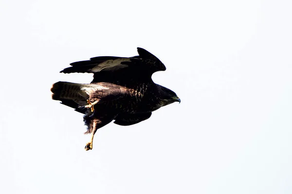 Buzzard Comum Buteo Buteo — Fotografia de Stock