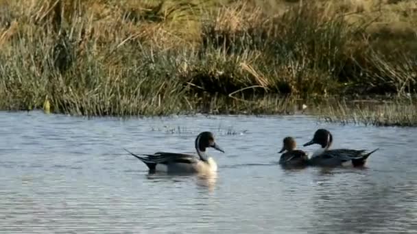 Pintail Settentrionale Pintail Anas Acuta — Video Stock