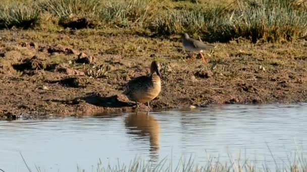 Noordelijke Pintail Pintail Anas Acuta — Stockvideo