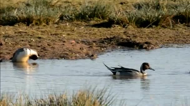 Norte Pintail Pintail Anas Acuta — Vídeo de stock