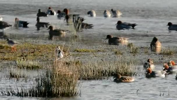 Wigeon Eurasiático Wigeon Duck Anas Penelope — Vídeo de stock