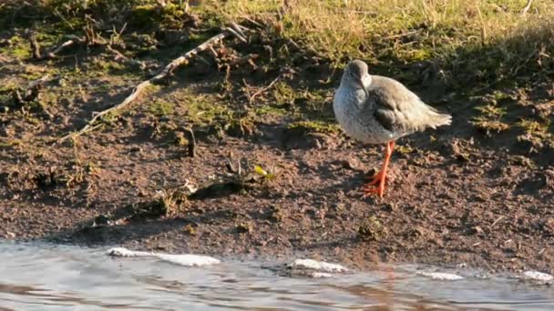 Spotted Redshank Redshank Tringa Erythropus — Stock Video