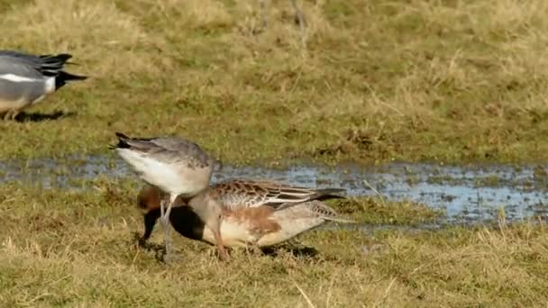 酒吧尾 Godwit 和欧亚 Wigeon — 图库视频影像