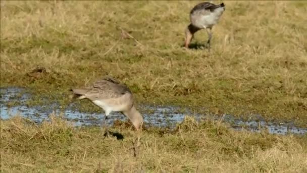 Godwit Cola Bar Limosa Lapponica — Vídeo de stock