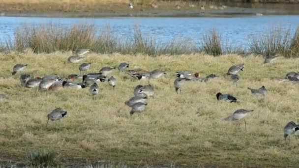 Pręgowany Godwit Limosa Lapponica — Wideo stockowe