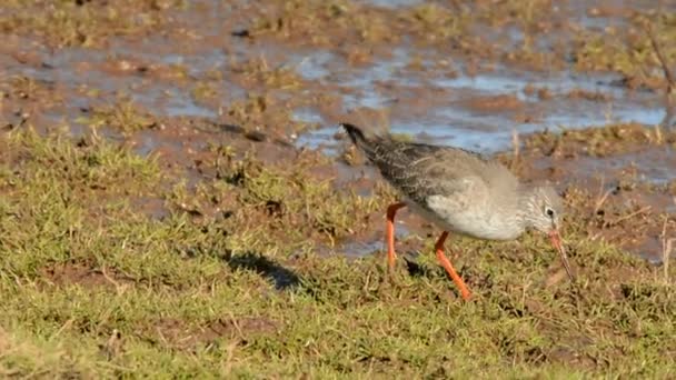 Manchado Redshank Redshank Tringa Erythropus — Vídeo de stock