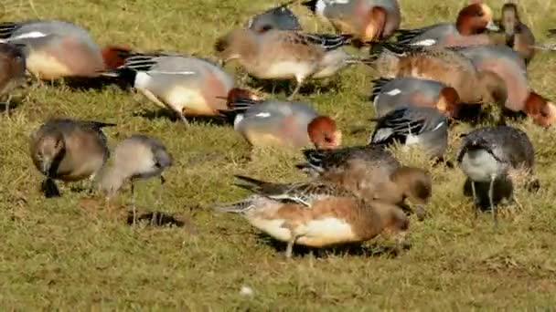 Eurasian Wigeon Wigeon Anas Penelope — Stock Video