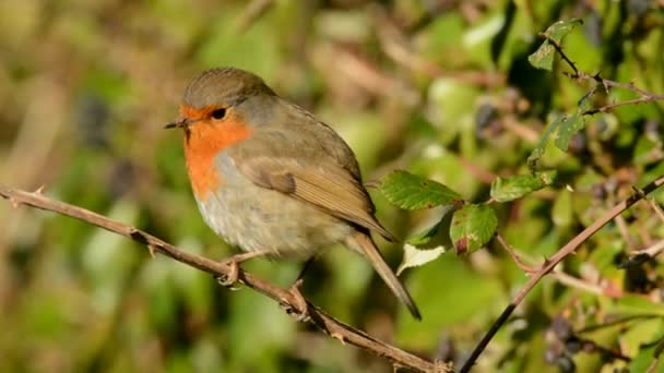 Rotkehlchen Erithacus Rubecula Rotkehlchen — Stockvideo