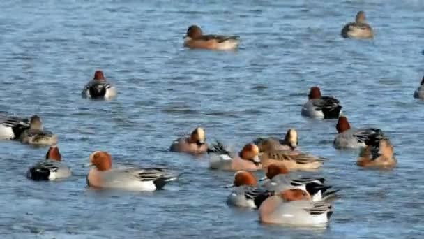 Wigeon Eurasiático Wigeon Anas Penelope — Vídeo de stock