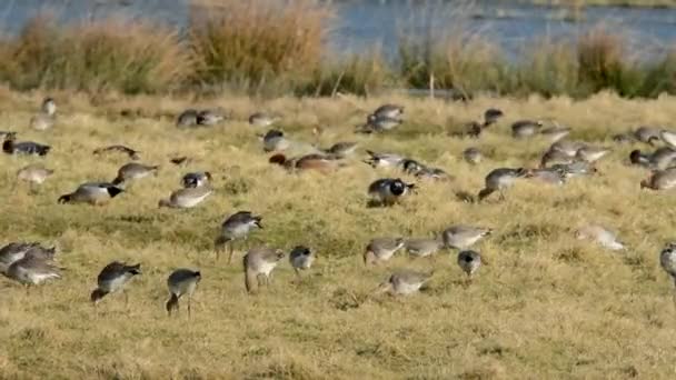 バーテール Godwitt Limosa Lapponica — ストック動画