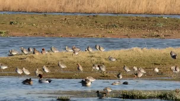 バーテール Godwitt Limosa Lapponica — ストック動画