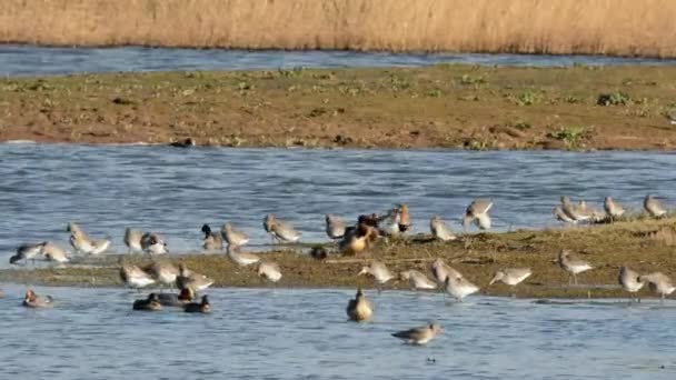 Bar Tail Godwit Limosa Lapponica — 图库视频影像