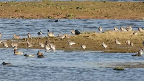 Bar Tailed Godwit Limosa Lapponica — Stock Video
