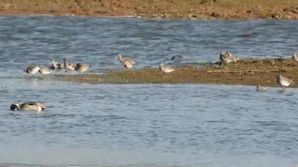 Bar Tailed Godwit Limosa Lapponica — Stock Video