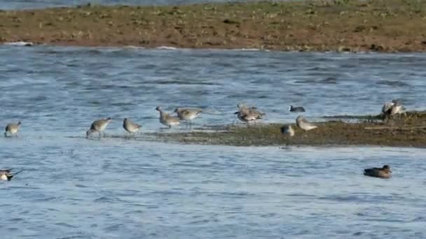 Godwit Cauda Barra Limosa Lapponica — Vídeo de Stock