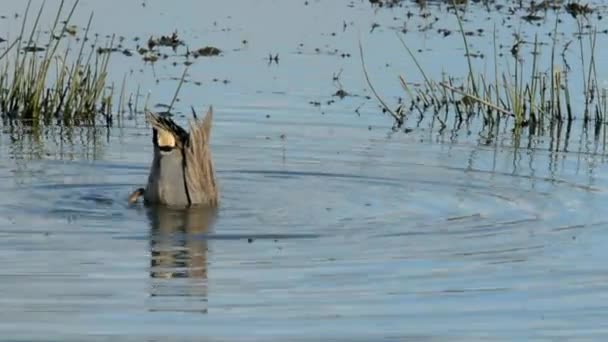 Common Teal Teal Anas Crecca — Stock Video