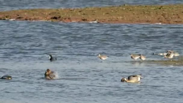 Marreca Arrebio Pintail Anas Acuta — Vídeo de Stock