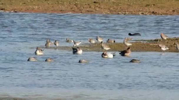 Wigeon Eurasiático Wigeon Anas Penelope — Vídeo de stock