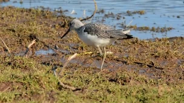 Greenshank Comune Greenshank Tringa Nebularia — Video Stock