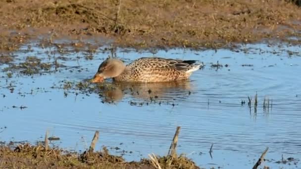 Severní Lopata Lopata Anas Clypeata — Stock video