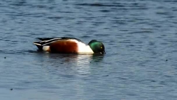 Severní Lopata Lopata Anas Clypeata — Stock video