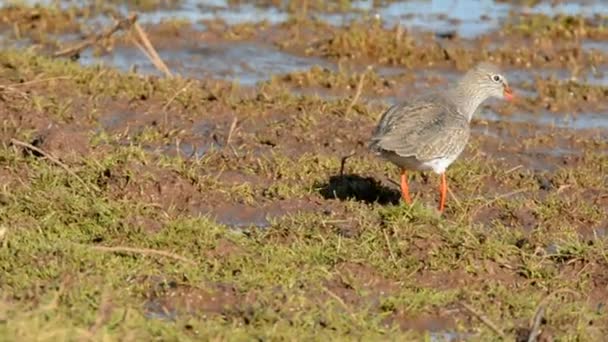 Manchado Redshank Redshank Tringa Erythropus — Vídeos de Stock